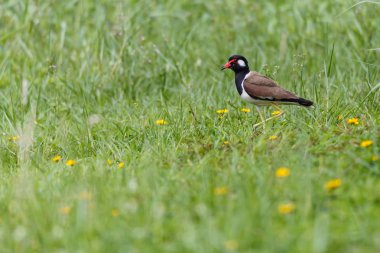 Kırmızı kız kuşu kuş, Bahçe, bulanık arka planda wattled.