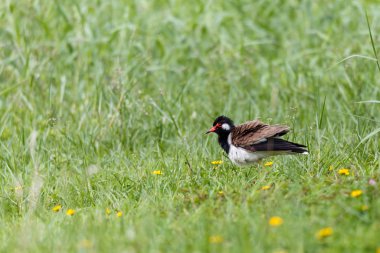 Kırmızı kız kuşu kuş, Bahçe, bulanık arka planda wattled.