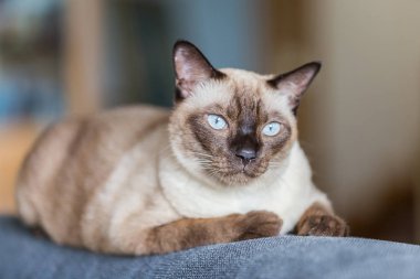 Siyam kedisi ya da mühür kahverengi kedi kanepede oturan gri gözleri ile 