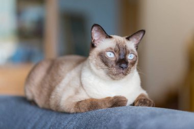 Siyam kedisi ya da mühür kahverengi kedi kanepede oturan gri gözleri ile 