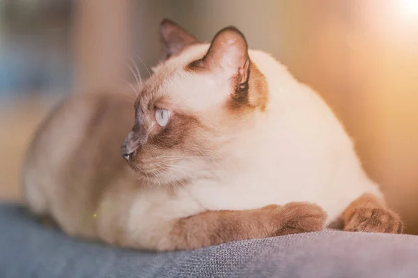 シャム猫やソファで休んで、灰色の目シール茶色猫 — ストック写真