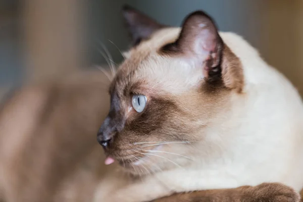 シャム猫やソファで休んで、灰色の目シール茶色猫 — ストック写真