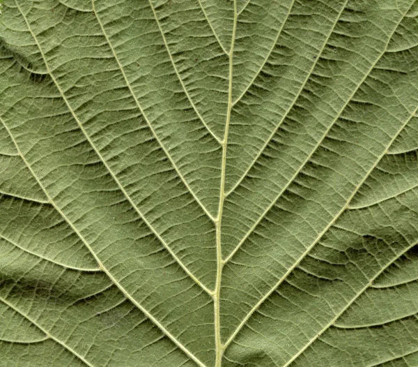 Folha de árvore avelã — Fotografia de Stock