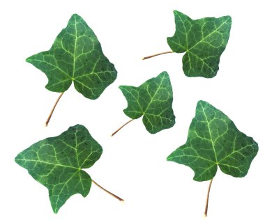 Ivy Hedera bitki yaprak beyaz bitti izole