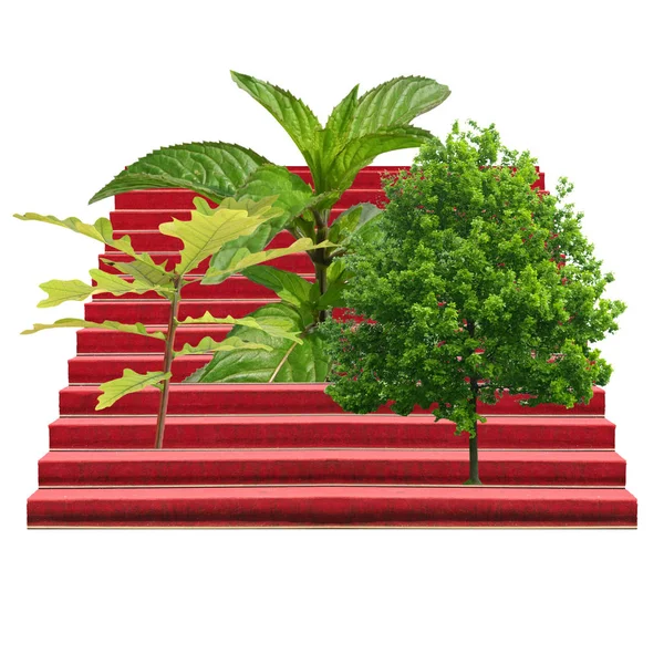 Plants on a stairway isolated over white — Stock Photo, Image