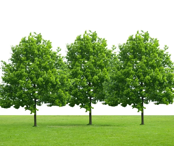 Drie bomen en weide — Stockfoto