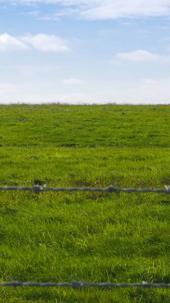 Grönt gräs ytan bakgrund - vertikal — Stockfoto