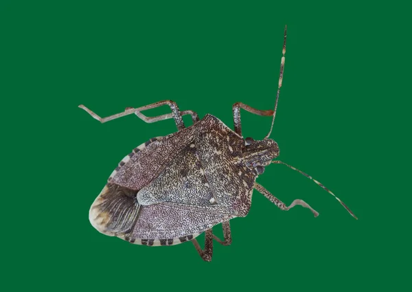 Bruin marmorated stink bug insect dier — Stockfoto