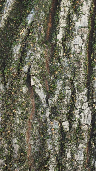 Ağaç kabuğu arkaplanı — Stok fotoğraf