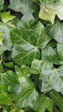 Yeşil sarmaşık arka plan - dikey