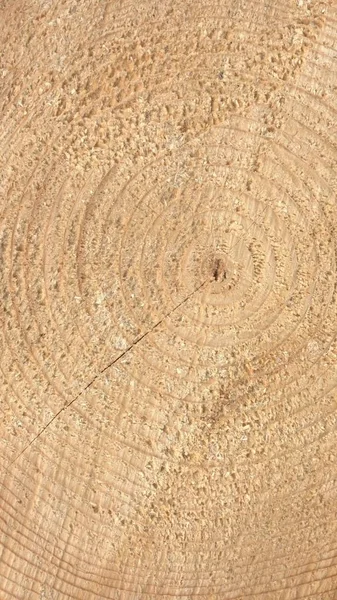 Anillos de madera - verticales —  Fotos de Stock