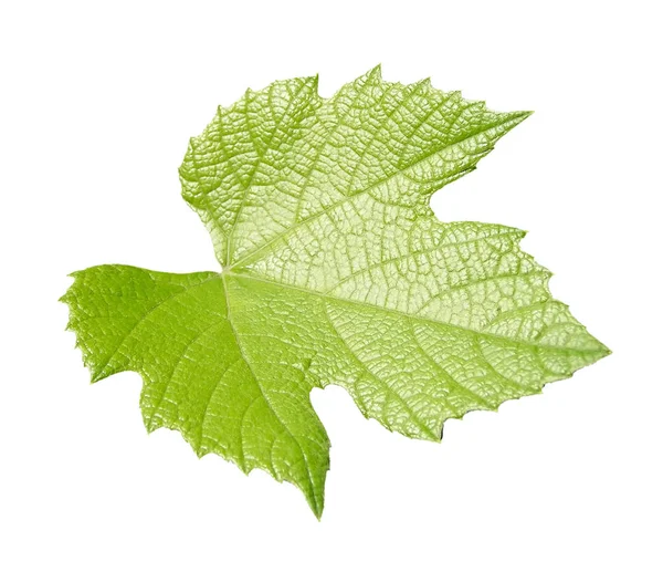 Vine leaf isolated over white — Stock Photo, Image