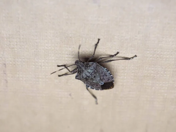Brązowy Halyomorpha smród bug owad zwierzę — Zdjęcie stockowe