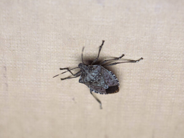 brown marmorated stink bug insect animal
