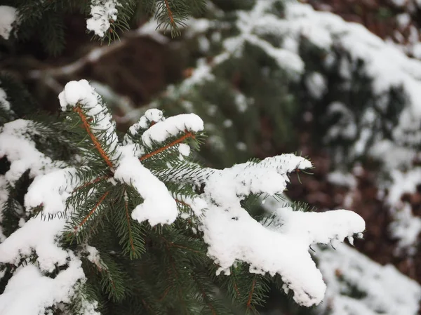 Cena de inverno com neve — Fotografia de Stock