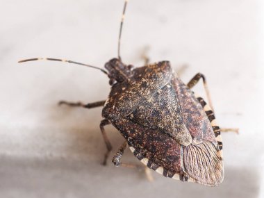 brown marmorated stink bug insect animal clipart
