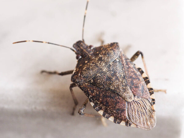brown marmorated stink bug insect animal