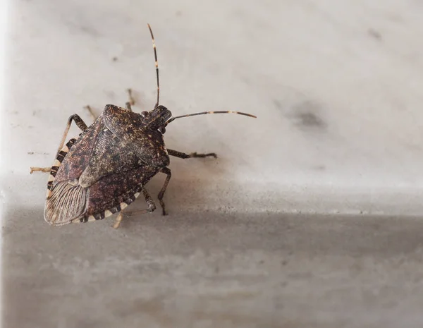 Bruin marmorated stink bug insect dier — Stockfoto