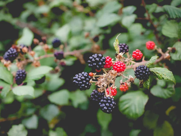 ブラックベリーの果実、色あせたビンテージの外観 — ストック写真