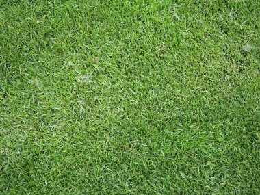 yeşil çayır arka plan