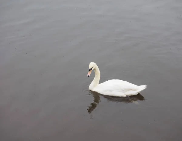 White swan bird animal — Stock Photo, Image