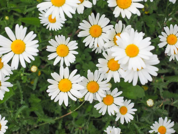 Weiße Margeritenblüte — Stockfoto