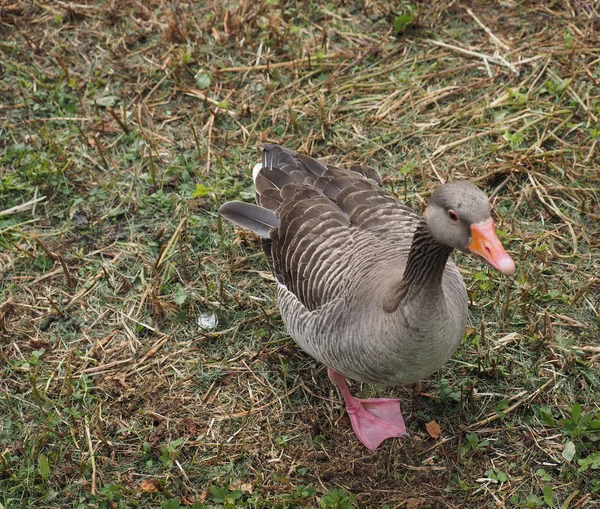 Greylag Goose (Anser anser) bird animal — Stock Photo, Image