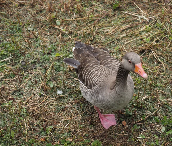 Zvíře ptačí hnízdiště husy (Anser anser) — Stock fotografie