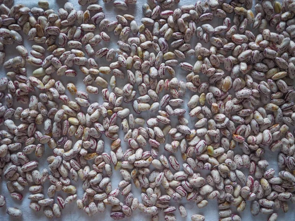 Feijão carmesim legumes legumes — Fotografia de Stock