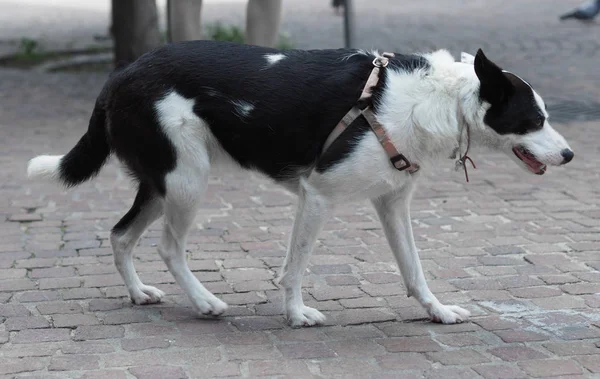 Perro mamífero animal — Foto de Stock