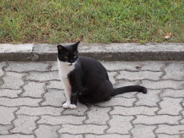 siyah ve beyaz iç kedi