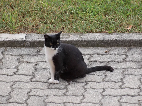 Zwart-wit binnenlandse kat — Stockfoto