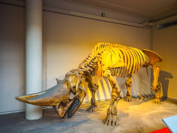 Museu de História Natural em Londres (HDR ) — Fotografia de Stock