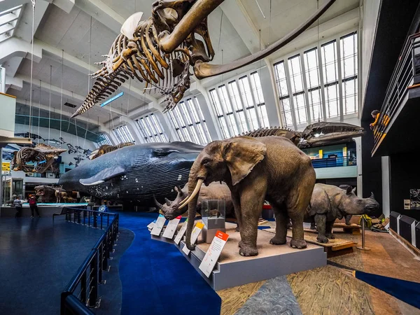 Natural History Museum i London (hdr) — Stockfoto