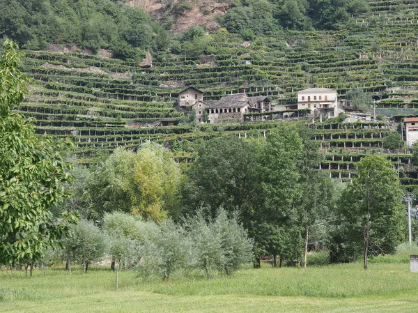 Vineyard grapevine plantation in Aosta Valley — Stock Photo, Image