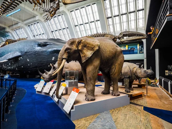 Museu de História Natural em Londres (HDR ) — Fotografia de Stock