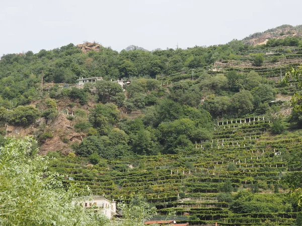 Vineyard grapevine plantation in Aosta Valley — Stock Photo, Image