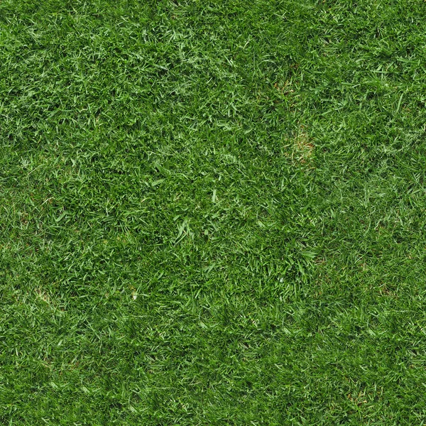 Seamless green grass texture background — Stock Photo, Image