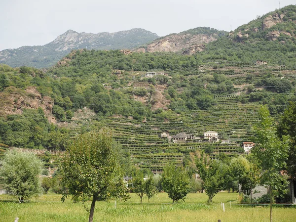 Vineyard grapevine plantation in Aosta Valley — Stock Photo, Image