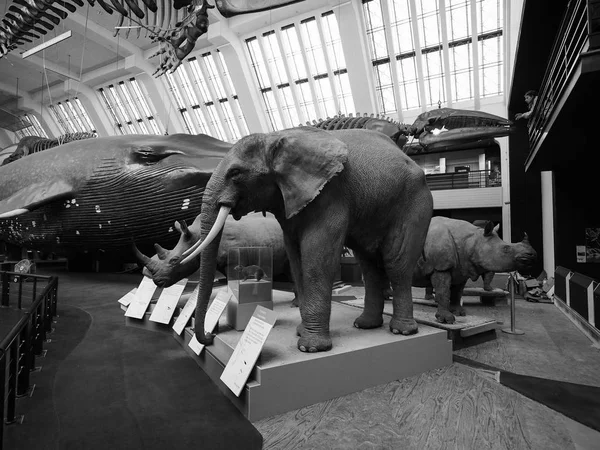 自然史博物馆在伦敦黑色和白色 — 图库照片