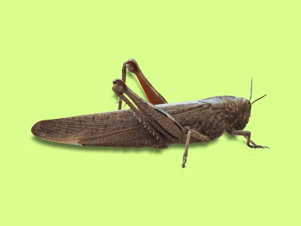 Grasshopper insect animal over green — Stock Photo, Image