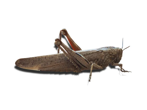 Sprinkhaan insect dier geïsoleerd over Wit — Stockfoto