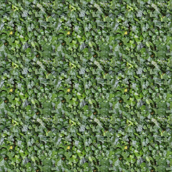 Sem costura verde hera textura fundo — Fotografia de Stock