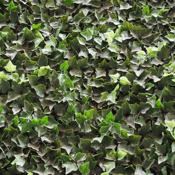 Konstgjord murgröna bakgrund — Stockfoto