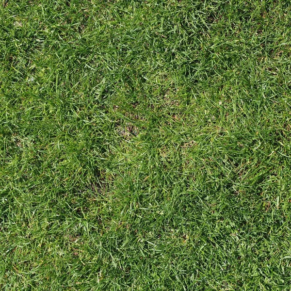 Tło zielony łąka — Zdjęcie stockowe