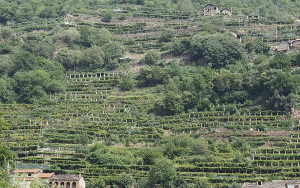 Viñedo plantación de vid en Valle de Aosta — Foto de Stock
