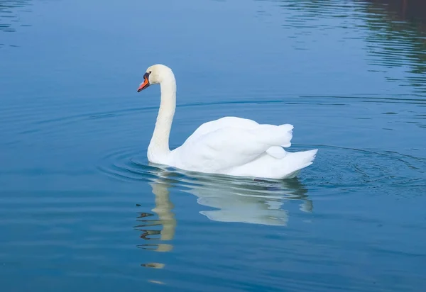 Swan bird animal — Stock Photo, Image