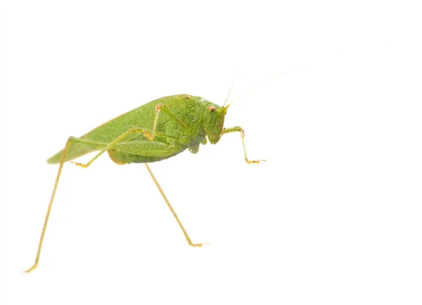 Kobylko hmyzu zvíře přes bílý — Stock fotografie
