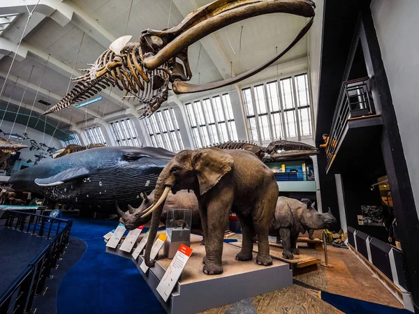 Museu de História Natural em Londres, hdr — Fotografia de Stock