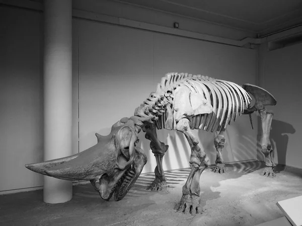 Музей природної історії в Лондоні чорно-білі — стокове фото